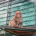 Zoobotânico ganha nova moradora e amplia sua família de primatas