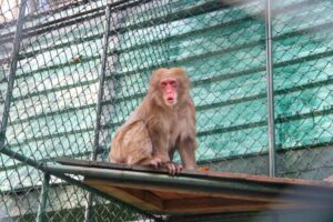 Zoobotânico ganha nova moradora e amplia sua família de primatas
