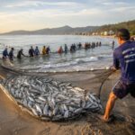 Ministério anuncia ampliação da cota da tainha, mas pesca segue suspensa