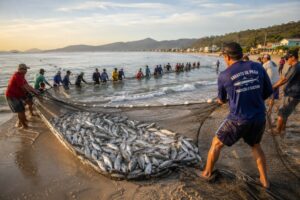 Ministério anuncia ampliação da cota da tainha, mas pesca segue suspensa