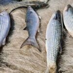 Pesca de tainha na modalidade arrasto de praia está suspensa, anuncia Ministério