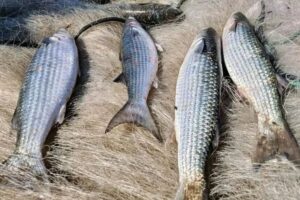 Pesca de tainha na modalidade arrasto de praia está suspensa, anuncia Ministério