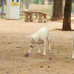 Lei torna crime exercício ilegal da medicina veterinária 