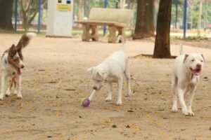 Lei torna crime exercício ilegal da medicina veterinária
