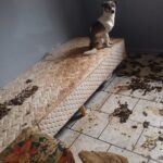 Cadeirante é encontrada sozinha em casa com oito animais mortos e 22 em situação de maus-tratos