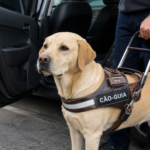 Uber é multada em R$ 384 mil após motorista recusar transporte de passageiro com cão-guia
