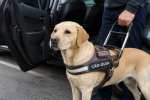 Uber é multada em R$ 384 mil após motorista recusar transporte de passageiro com cão-guia