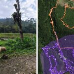 Idoso desaparecido em área de mata reaparece após quase um dia de buscas em Araquari (SC)