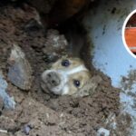 Cachorro é resgatado com vida após ficar soterrado por muro em Concórdia