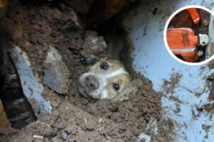 Cachorro é resgatado com vida após ficar soterrado por muro em Concórdia