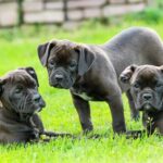 Tutor de pitbulls é condenado a indenizar pedestre atacada por cães em via pública