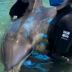 VÍDEO: Golfinho resgatado em Laguna é escoltado até Florianópolis para reabilitação