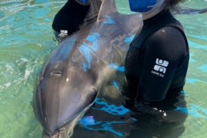 VÍDEO: Golfinho resgatado em Laguna é escoltado até Florianópolis para reabilitação