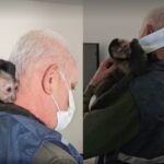 VÍDEO: Macaco é resgatado em sacada de prédio em SC e caso revela fraude