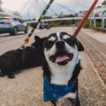 Fundema promove mutirão gratuito de castração e microchipagem de animais no dia 16 de julho