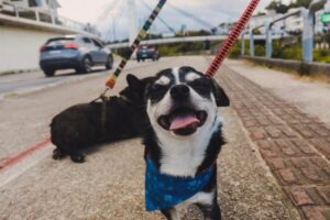 Fundema promove mutirão gratuito de castração e microchipagem de animais no dia 16 de julho