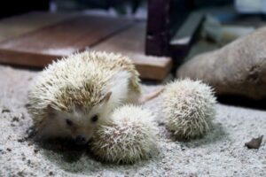 Zoobotânico registra nascimento de quatro filhotes de ouriço-pigmeu-africano