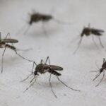 Dia Mundial Contra os Mosquitos reforça importância da prevenção