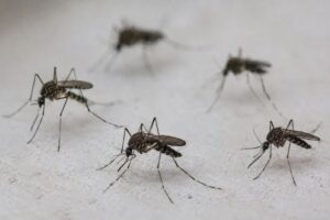 Dia Mundial Contra os Mosquitos reforça importância da prevenção