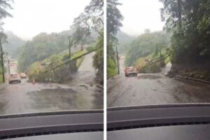 Árvore cai na rua Ricardo Knihs durante chuva em Brusque