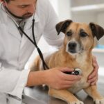 Brusque abre credenciamento para atendimento veterinário emergencial 24 horas