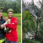 Gato é resgatado após passar seis dias no alto de coqueiro em Ilhota