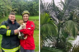 Gato é resgatado após passar seis dias no alto de coqueiro em Ilhota