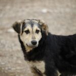 Câmara aprova pedido de estudo para política pública de proteção animal em Brusque