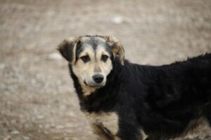 Câmara aprova pedido de estudo para política pública de proteção animal em Brusque