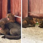 Gatos-mouriscos são os novos moradores do Zoobotânico