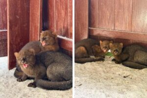 Gatos-mouriscos são os novos moradores do Zoobotânico