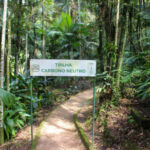 Dia da Árvore: Trilha Carbono Neutro do Parque Zoobotânico recebe árvores