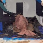 Golfinho resgatado no sul é escoltado até Florianópolis para reabilitação