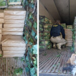 Quase 2,5 toneladas de maconha são encontradas entre caixas de repolho em SC
