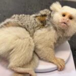 Sagui com condição genética rara é resgatado em Jaraguá do Sul