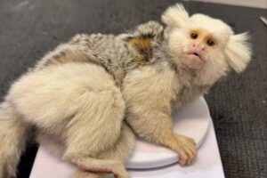 Sagui com condição genética rara é resgatado em Jaraguá do Sul