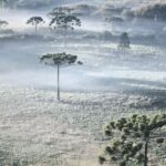 Santa Catarina pode ter neve e temperaturas negativas no feriado de 7 de setembro