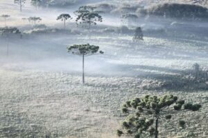 Santa Catarina pode ter neve e temperaturas negativas no feriado de 7 de setembro