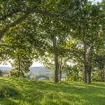 Dia da Árvore reforça importância da preservação ambiental