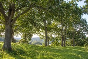 Dia da Árvore reforça importância da preservação ambiental