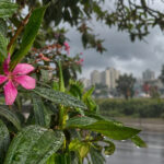 Primavera: nova estação chega com El Niño, chuva acima da média e calor em SC