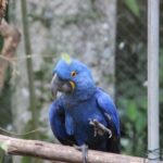 Zoobotânico agora é lar de arara-azul de 30 anos