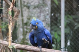 Zoobotânico agora é lar de arara-azul de 30 anos