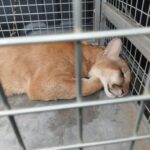 Onça-parda é capturada após ser encontrada em área urbana de Campos Novos