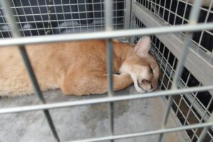 Onça-parda é capturada após ser encontrada em área urbana de Campos Novos