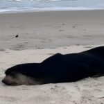 Lobo-marinho aparece em praia de Florianópolis e área é isolada