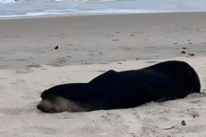 Lobo-marinho aparece em praia de Florianópolis e área é isolada