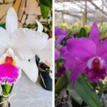 Guabiruba recebe exposição de orquídeas no próximo fim de semana