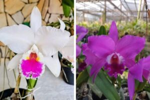 Guabiruba recebe exposição de orquídeas no próximo fim de semana