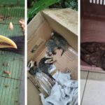 Tucano, filhotes de gambá e coruja ferida são resgatados no Vale do Itajaí